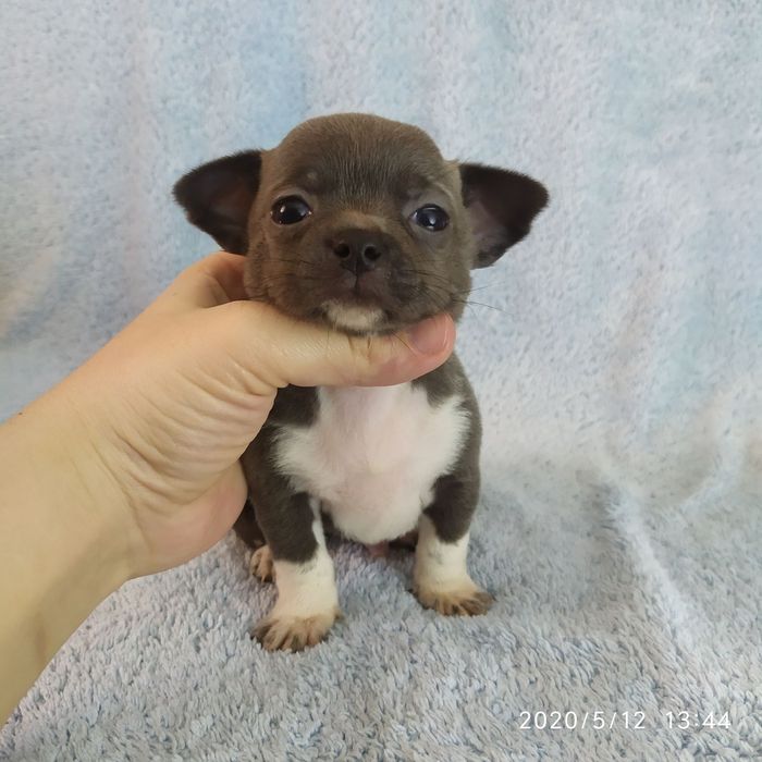 Лиловый чихуахуа для вязки, КСУ, вес 2,2 кг, крови Vellory Style