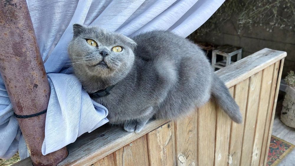 Срочно! Отдам кошечку