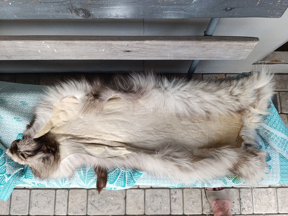 Шкурки песца 2 шт метр и полтора + подарок