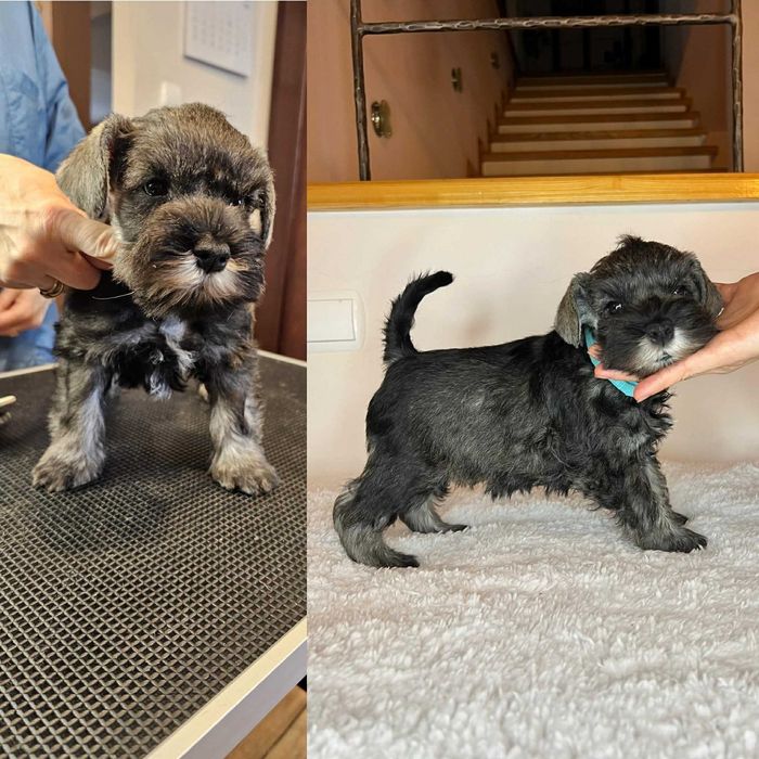 Sznaucer Miniaturowy Pieprz i Sól (ZKwP, FCI)