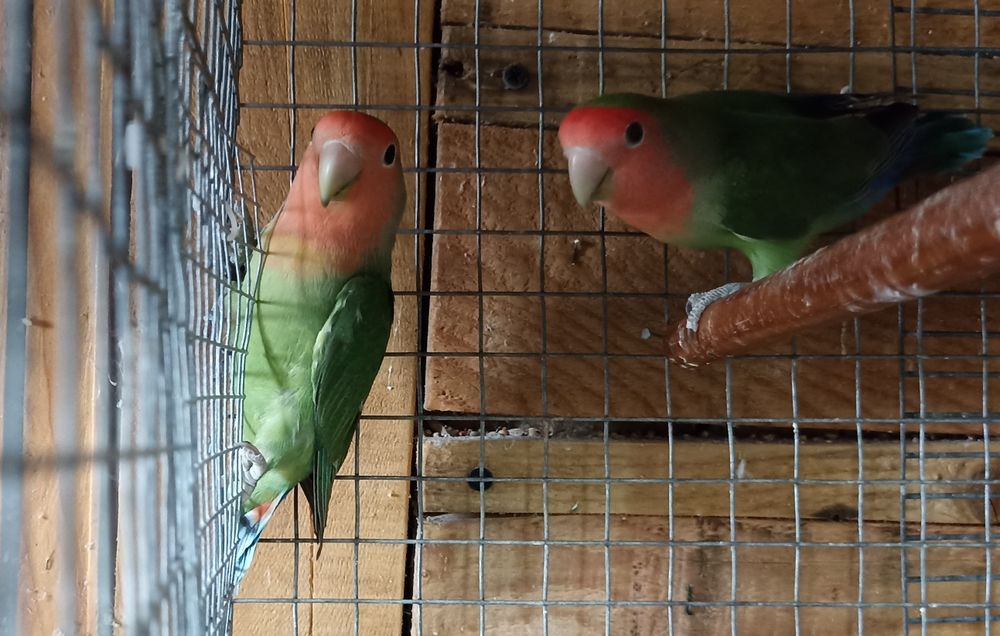 Casal agapornis roseicollis sexado