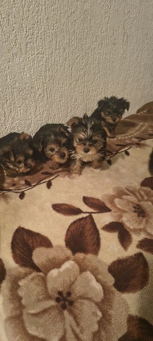 Sliczna dziewczynka rasy york