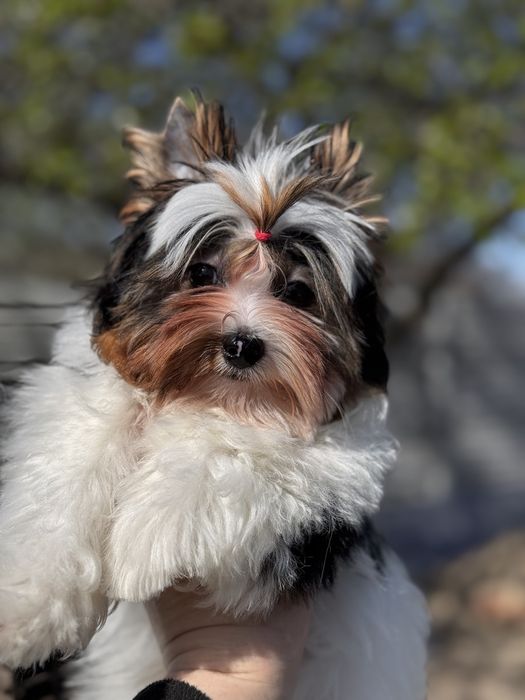 ‼️ Бивер  и́орк милый малыш