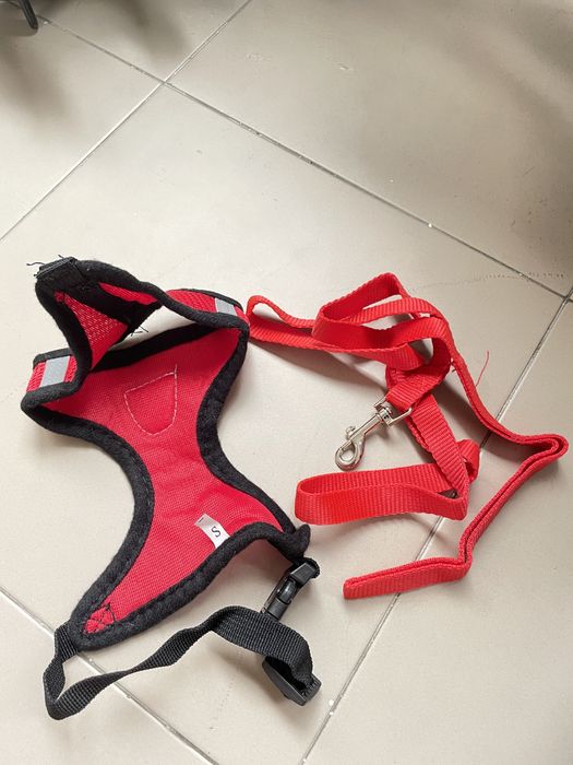 Trela e Peitoral Novo Desconto