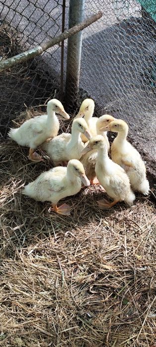 Patos Pequim caseiros