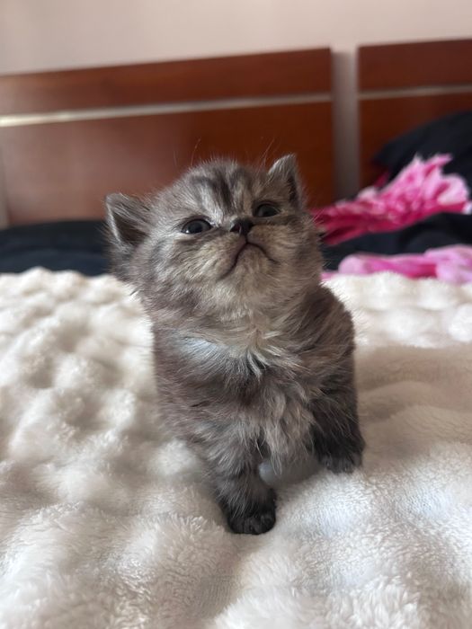 Gatinha Scottish Straight