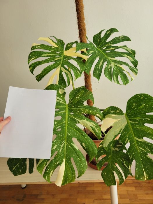 Monstera thai constellation
