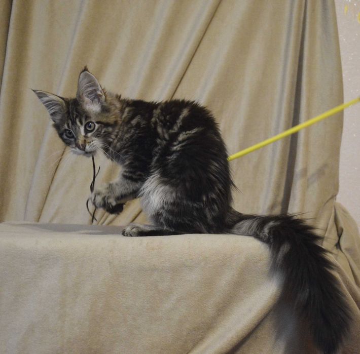 3міс. шикарный хлопчик природного забарвлення. Питомник. Акция