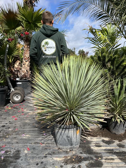 Yucca rostrata 100-110 cm
