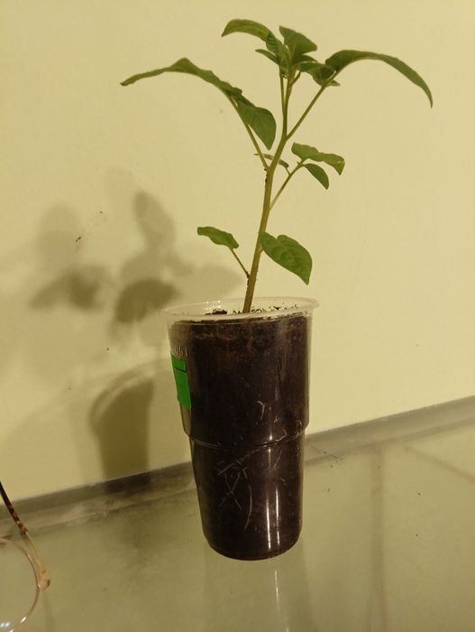 Rozsada pomidora