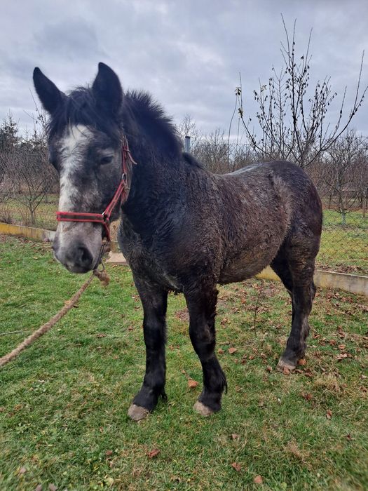 Ogierek zimnokrwisty siwy