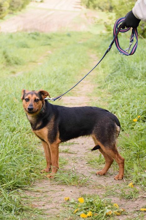 Młodziutka malutka MALINKA jest przerażona schroniskiem