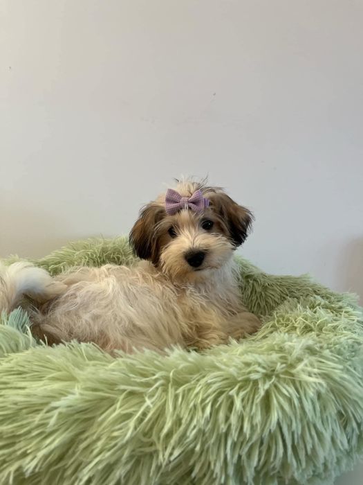 Dwukolorowa odchowana niunia Maltipoo szuka nowej rodziny