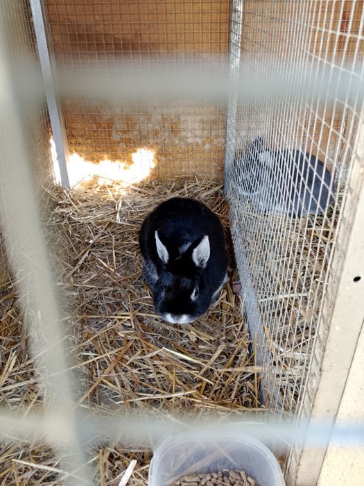 Witam sprzedam króliki miniaturki hermelinki pare i karzełek podbielany