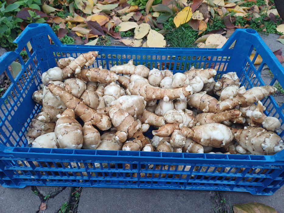 Топінамбур домашній