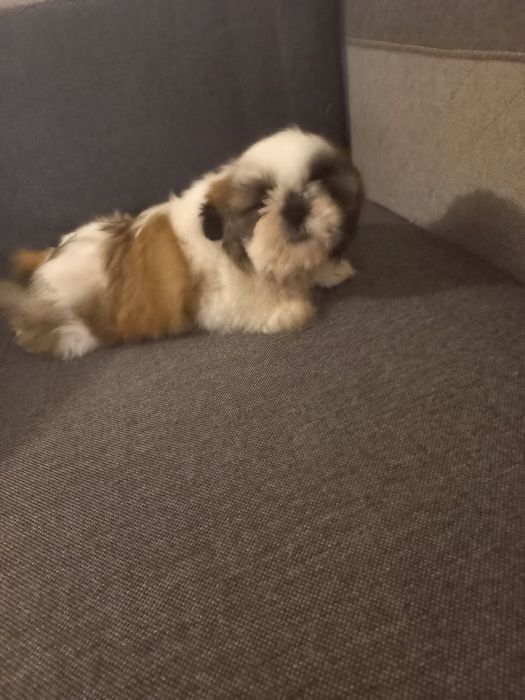 Shih tzu suczka 2.5 miesiąca