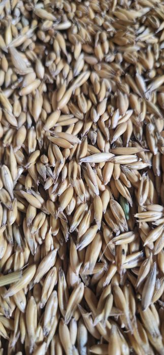 Owies po centrali gruby Rambo i Bingo