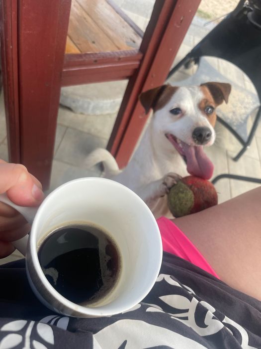 Luna Russel Terrier zaginiona Nagroda 2000 zł