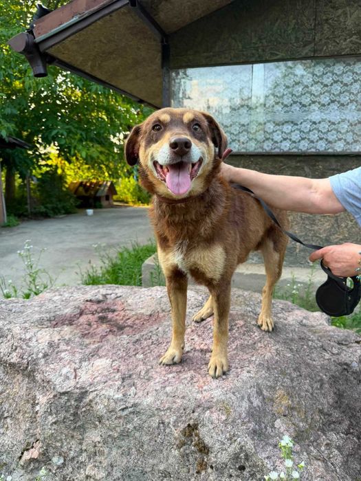 7 letni Reksio stracił dom! -  do adopcji
