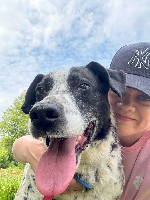 Pies w typie dalmatyńczyka – Ambaras szuka domu!