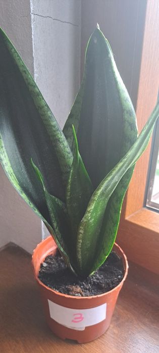 Sansevieria gwinejska , Whitney