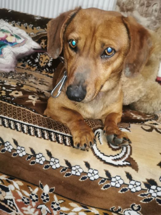 Такса хлопчик шукає дівчинку для в'язки