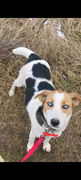 Цуценя щенок хлопчик