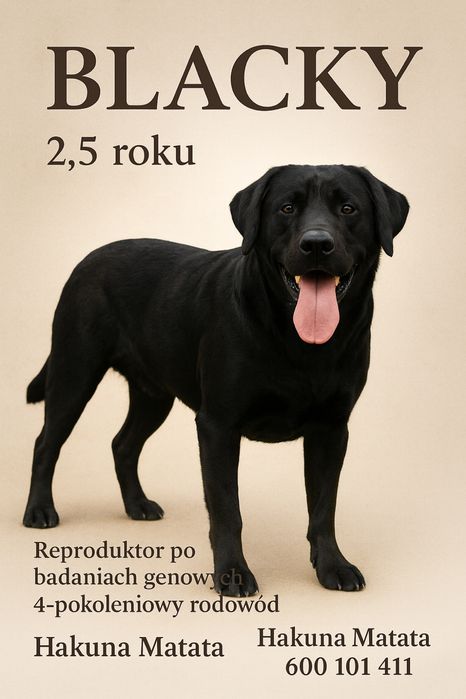 Labrador Retriver Reproduktor