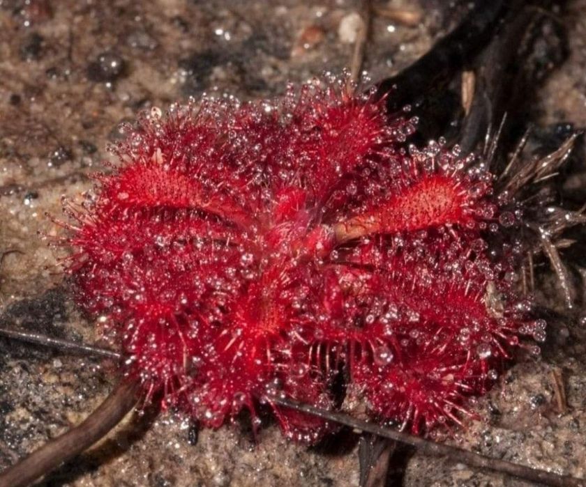Nasiona rosiczki Drosera spatulata x50