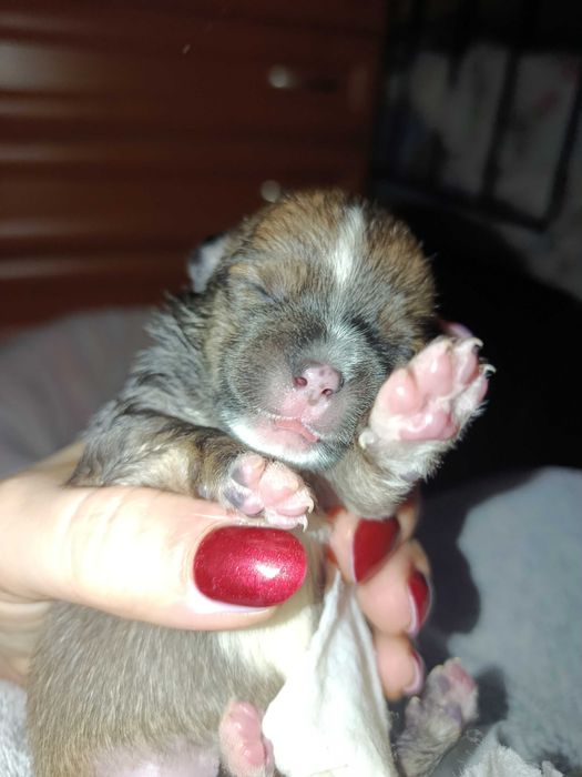 Продам хлопчика в добрі та хороші руки