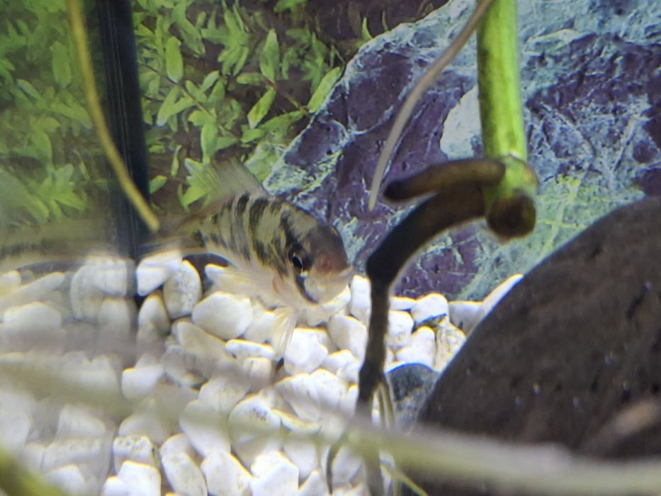 Pielęgniczka Ramizera