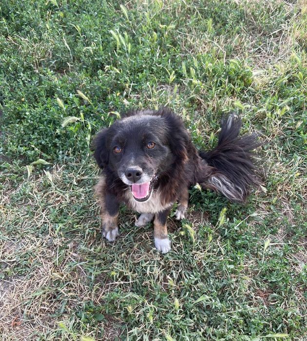 Отдам даром в добрые руки собачку метис мелкой породы