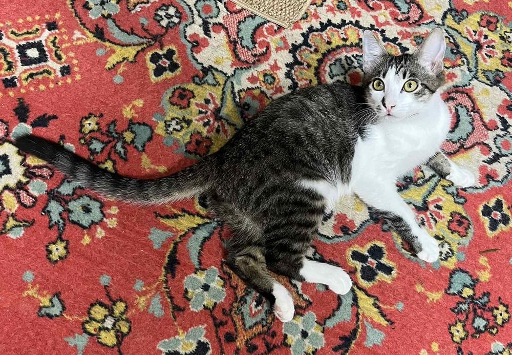 Отдам котика-подростка