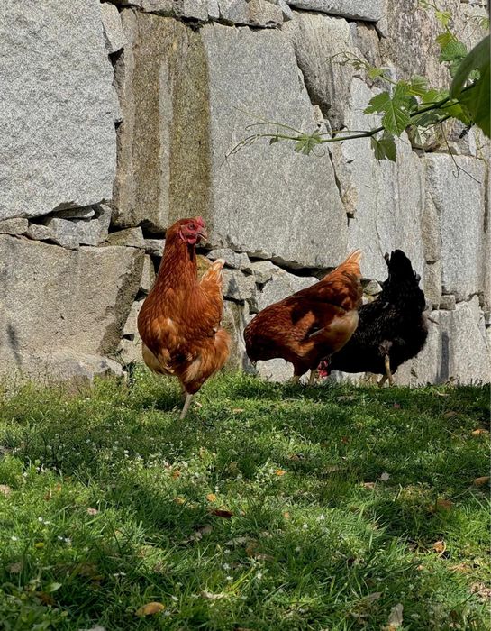 Ovos caseiros.