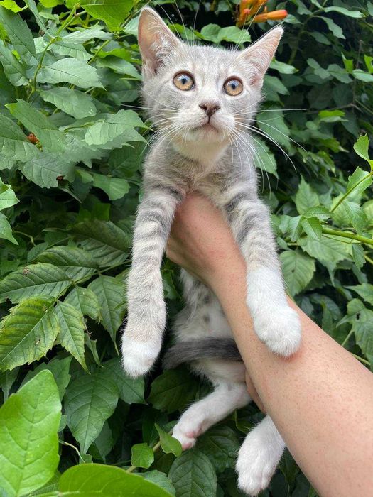 Кошеня, 3 місяці, хлопчик.