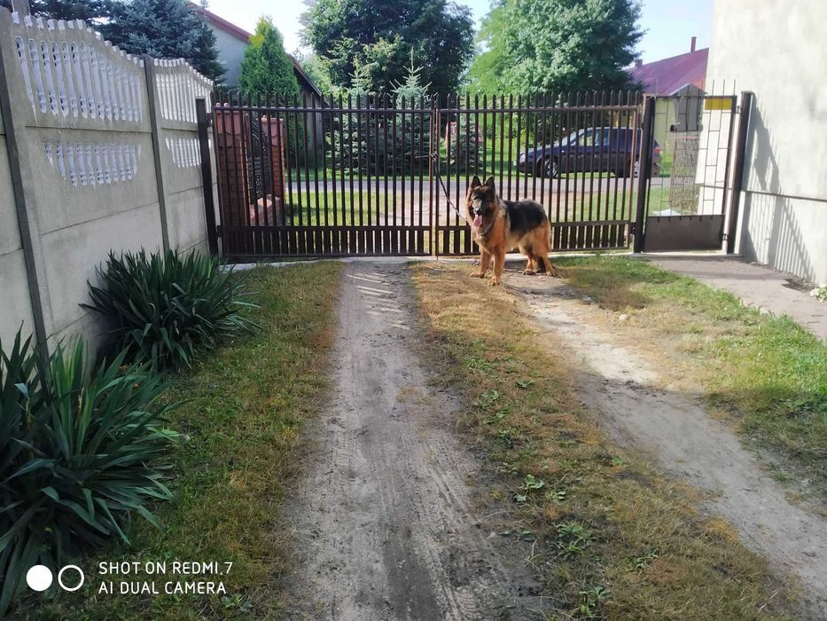 owczarek niemiecki długowłosy