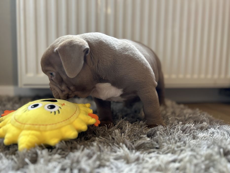 Piesek American Bully