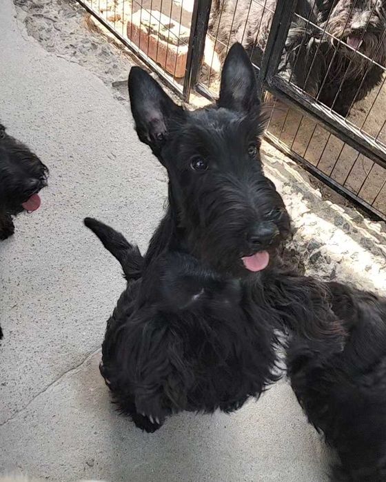 Цуценята шотландського тер'єра