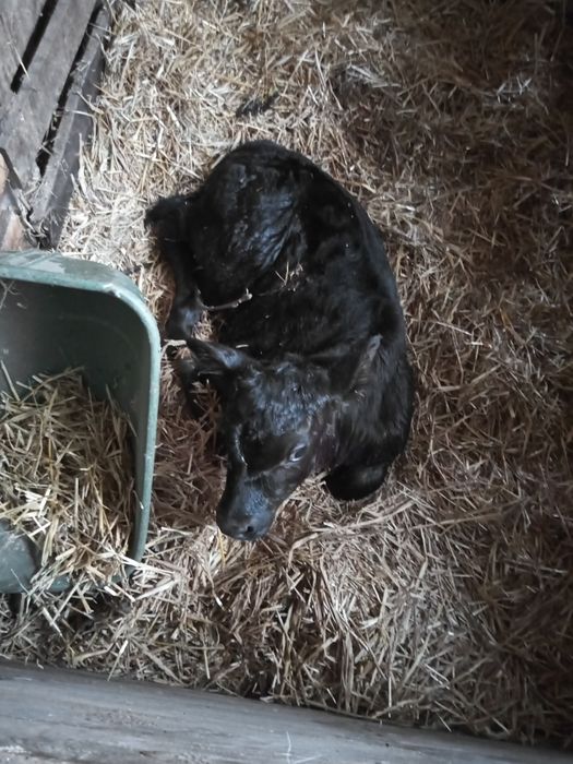 Inseminacja bydła, potwierdzanie cielności