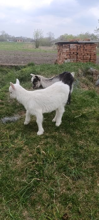 Козенята (кізочки)