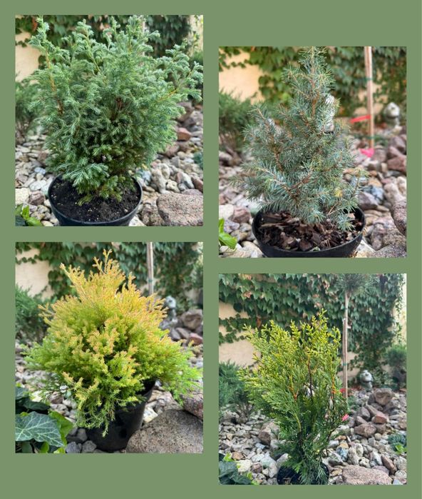 Туя, можжевельник, кипарисовик, ялинка.