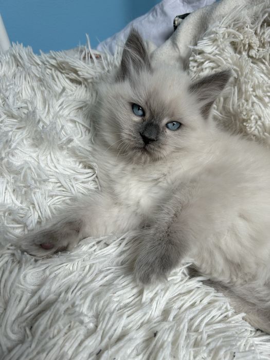 Kotla Ragdoll Zyta