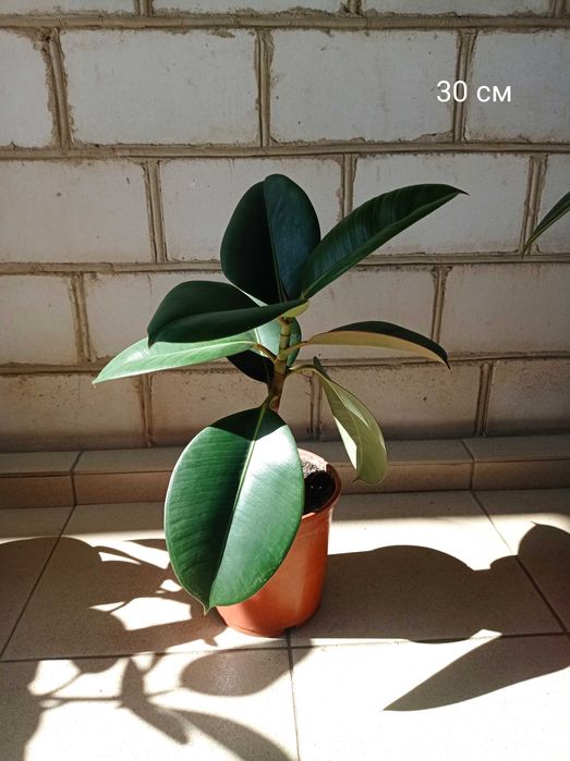 Фікус Робуста (каучуконосний), різні розміри