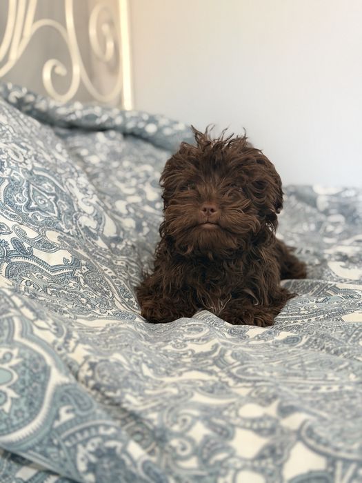 Rosyjska  Bolonka  Kolorowa  zkwp fci