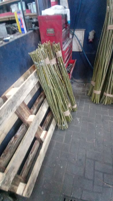 Sadzonki wierzby energetycznej zielona architektura wierzba energetycz