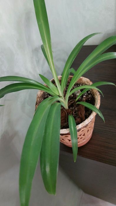 Хлорофітум чубатий