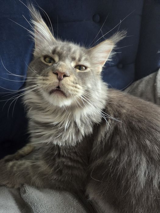 Kocurek Maine Coon