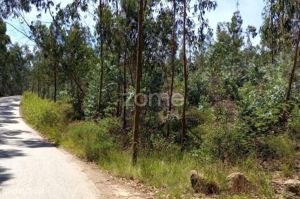 Terreno florestal 20000 m2 em Vilarinho das Cambas
