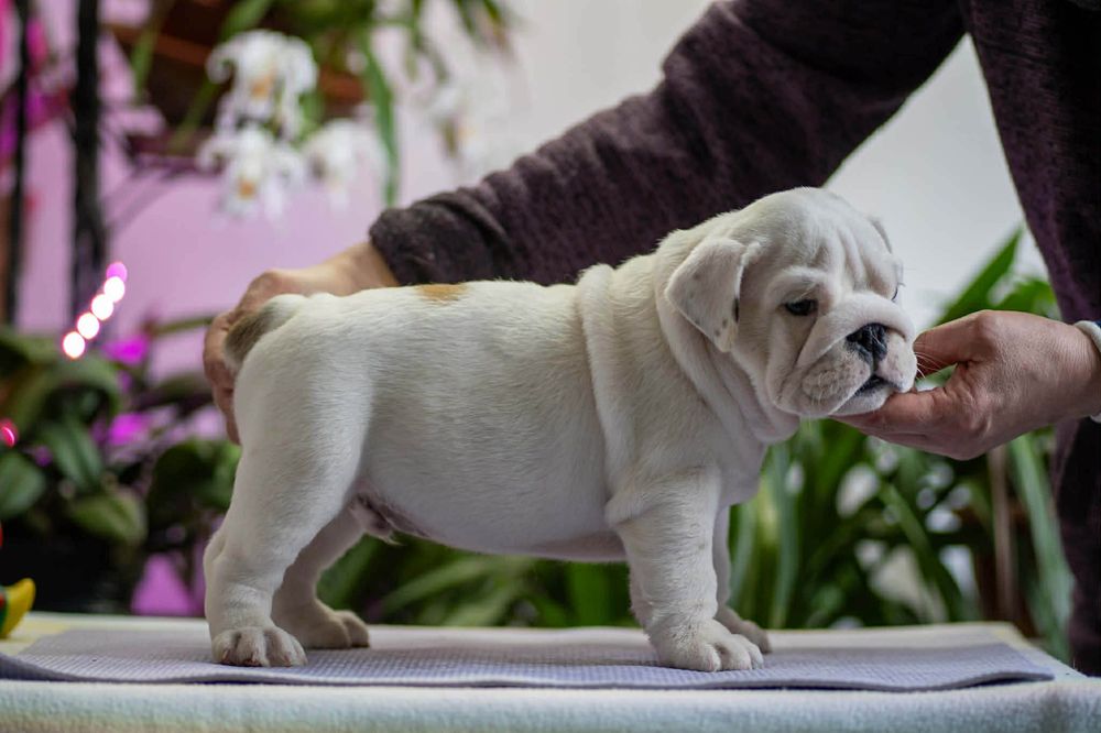 Бульдог англійський КСУ