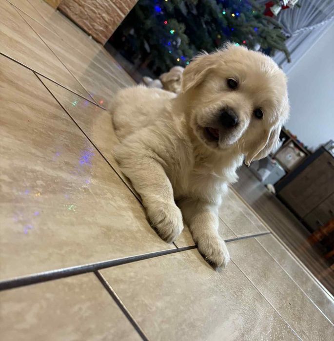 Golden retriever macho